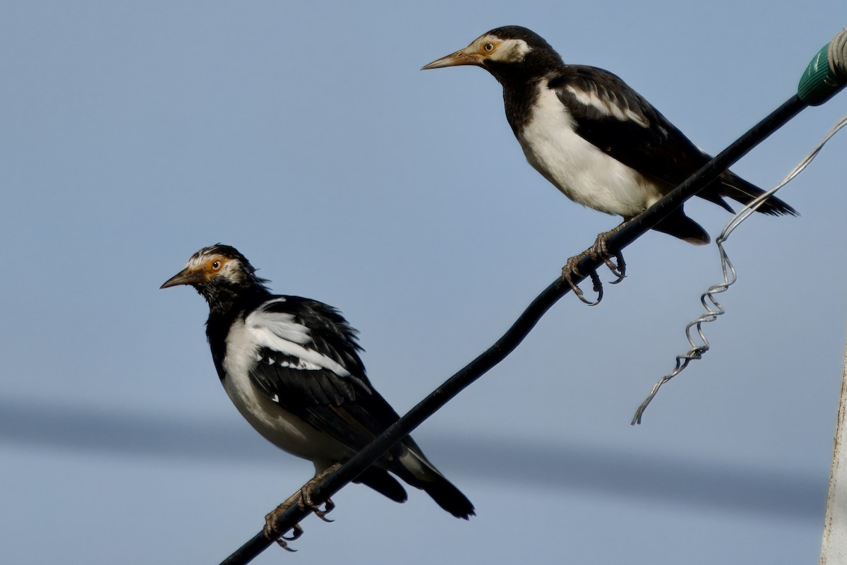 Siamese Pied Starling - ML642731439