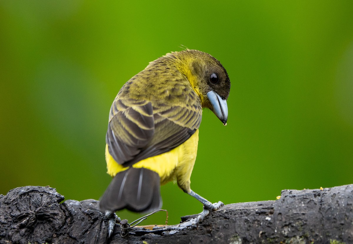Flame-rumped Tanager - ML642731444