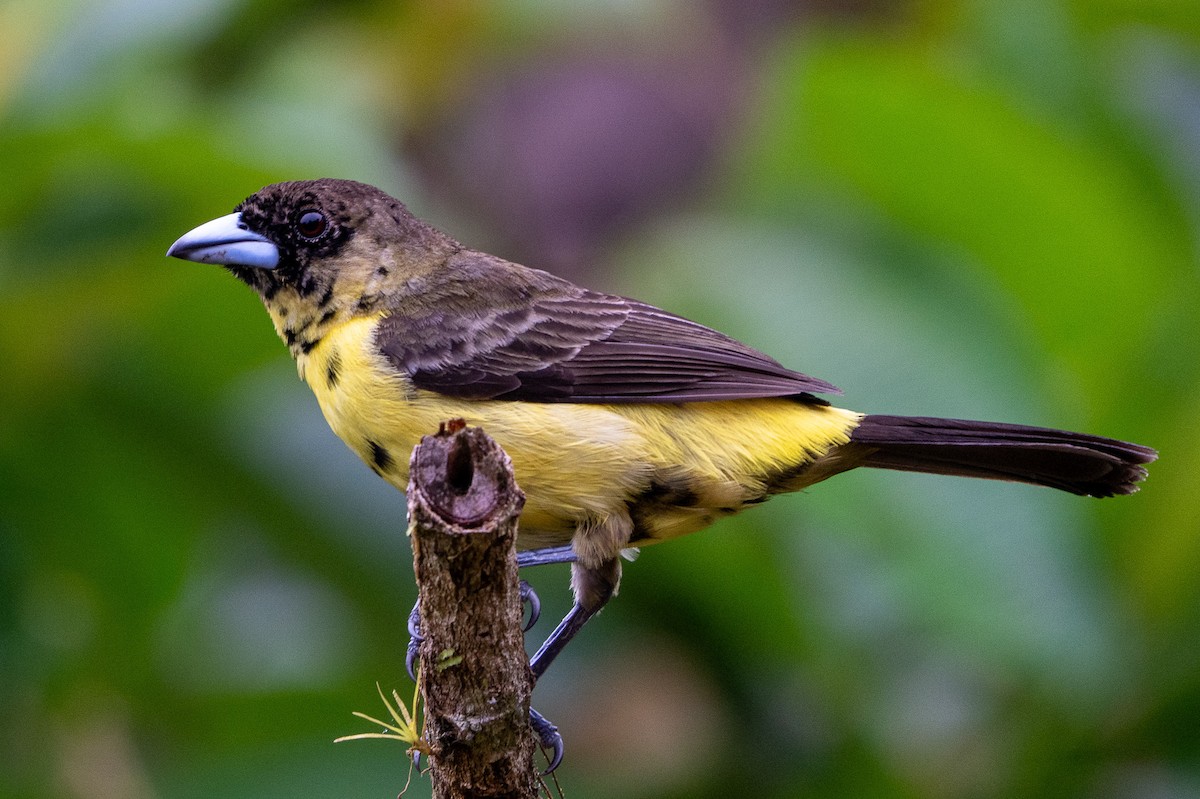 Flame-rumped Tanager - ML642731445
