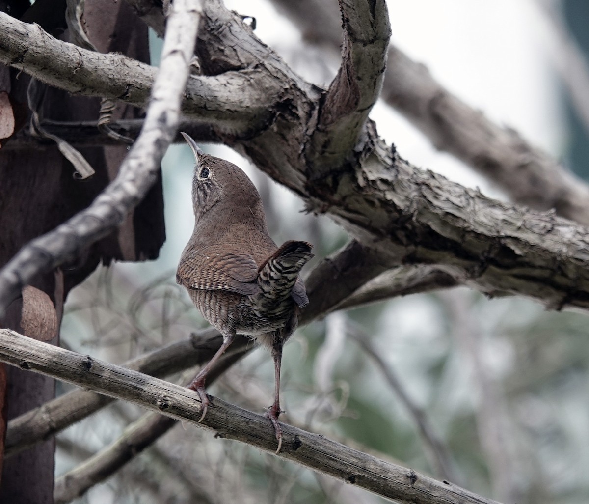 Northern House Wren - ML642731454