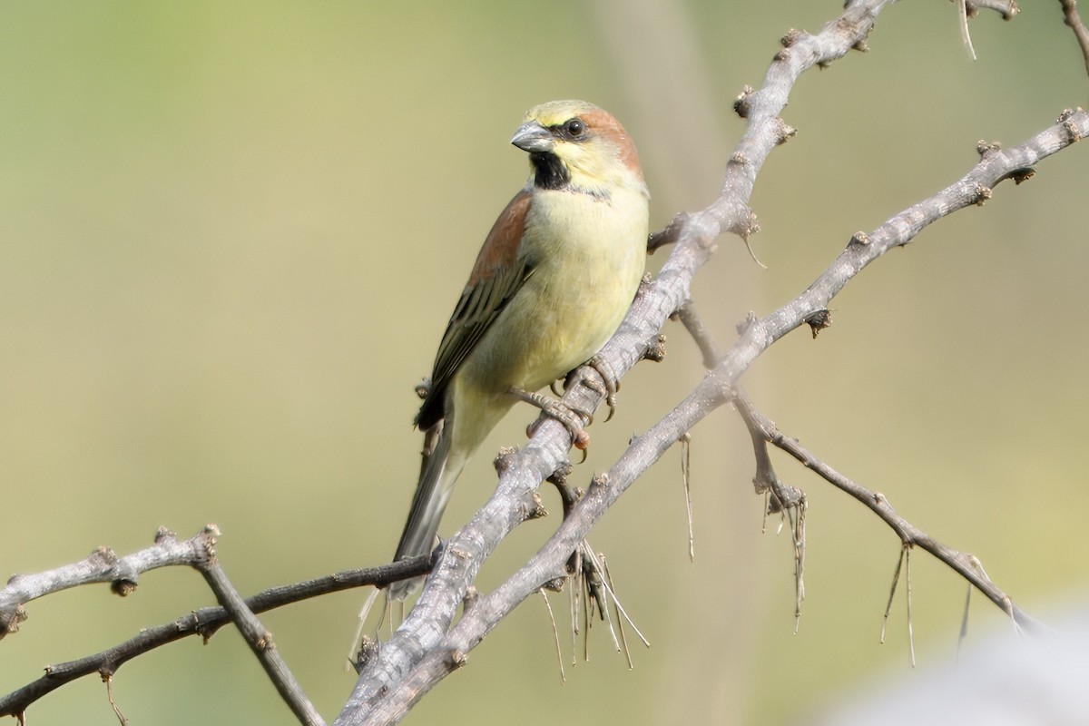 Plain-backed Sparrow - ML642731455