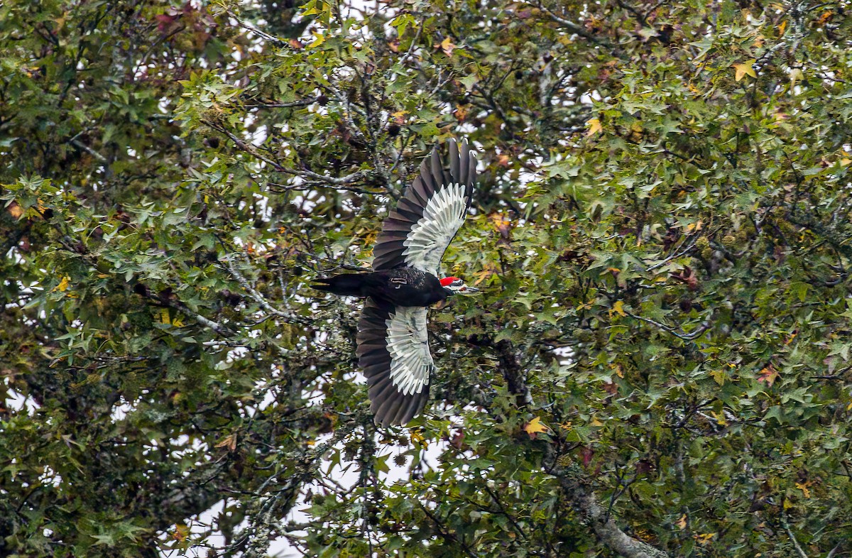Pileated Woodpecker - ML642731468