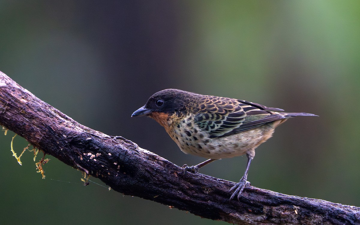ノドアカフウキンチョウ - ML642731470