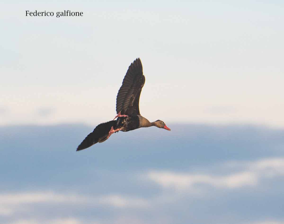 Black-bellied Whistling-Duck - ML642731478