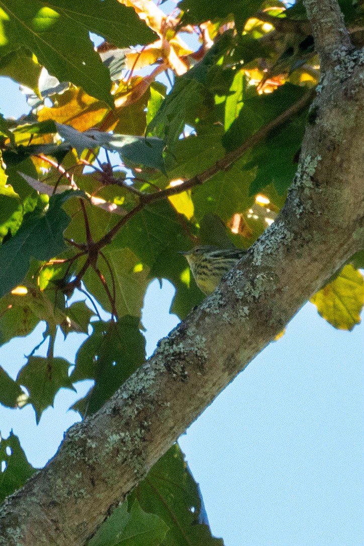 Cape May Warbler - ML642731480