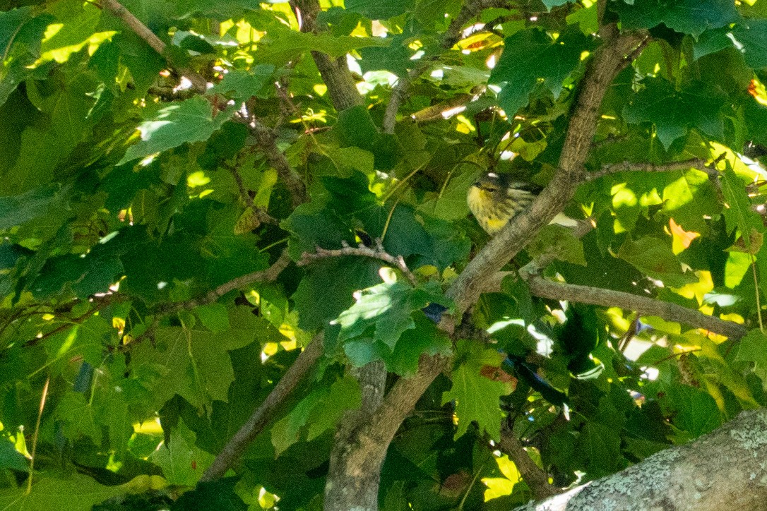 Cape May Warbler - ML642731483