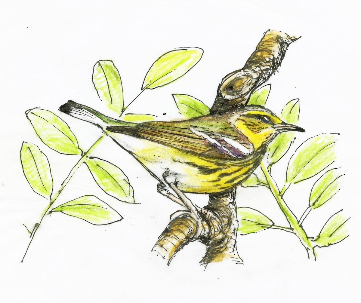 Cape May Warbler - ML642731484