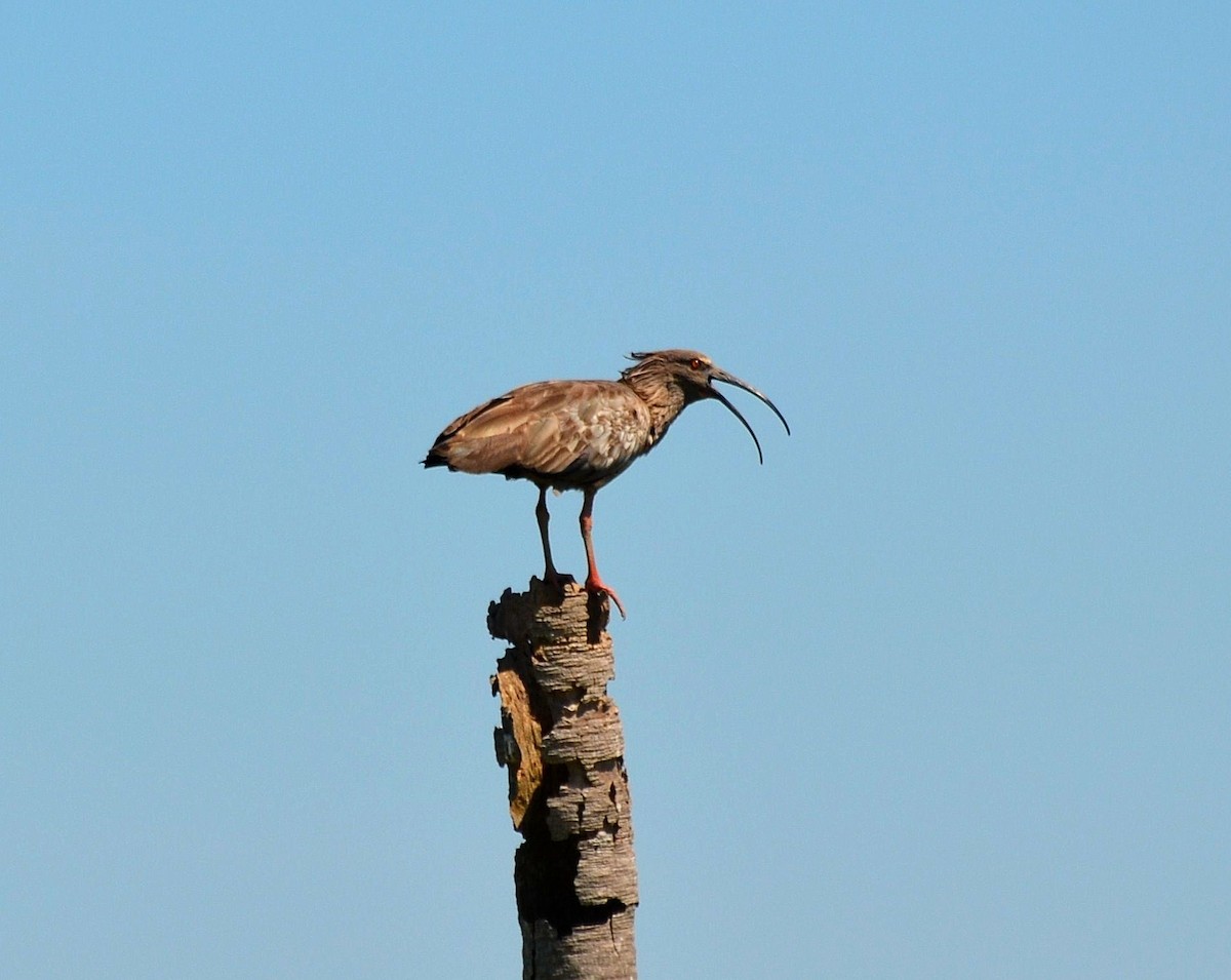 Plumbeous Ibis - ML642731486