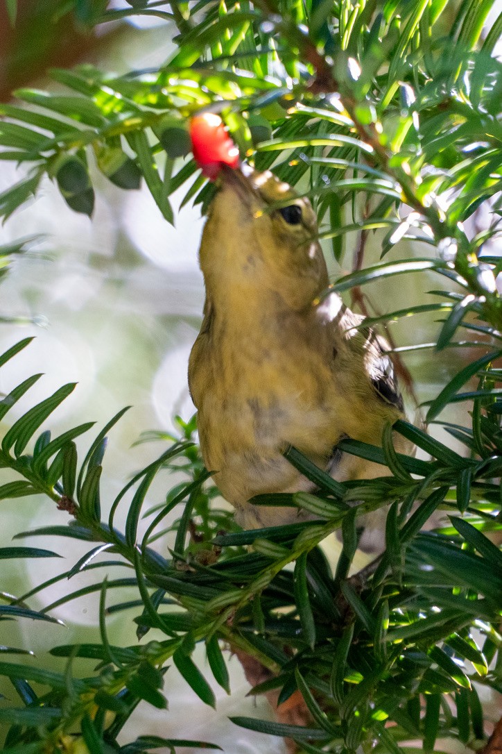 Bay-breasted/Blackpoll Warbler - ML642731487