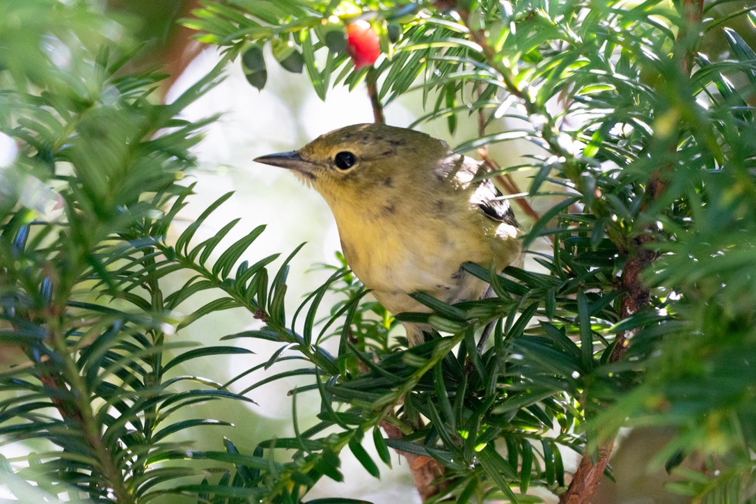 Bay-breasted/Blackpoll Warbler - ML642731488