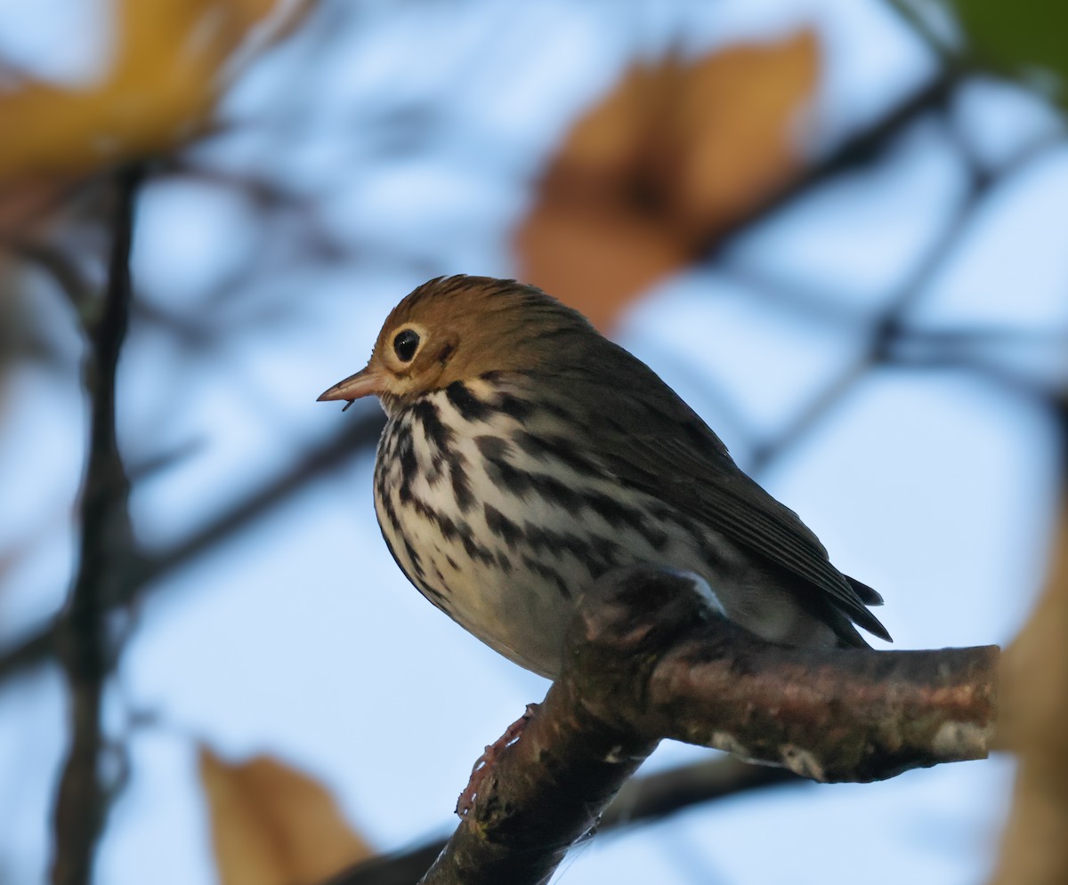 Ovenbird - ML642731500