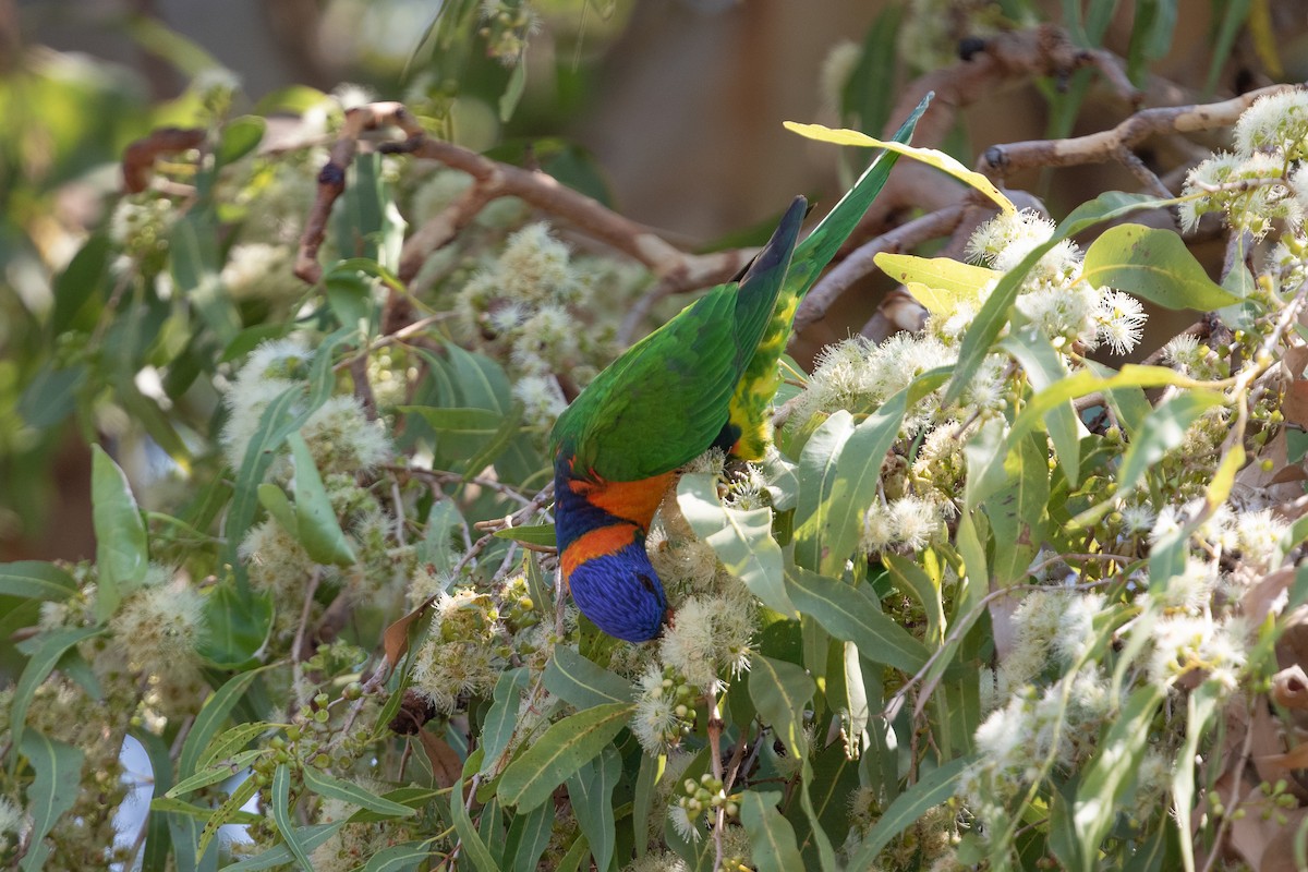 Red-collared Lorikeet - ML642731509