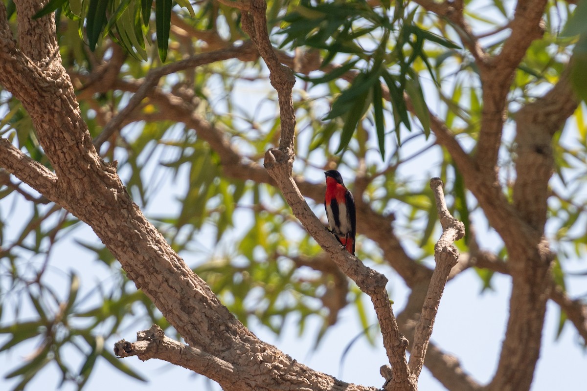 Mistletoebird - ML642731520