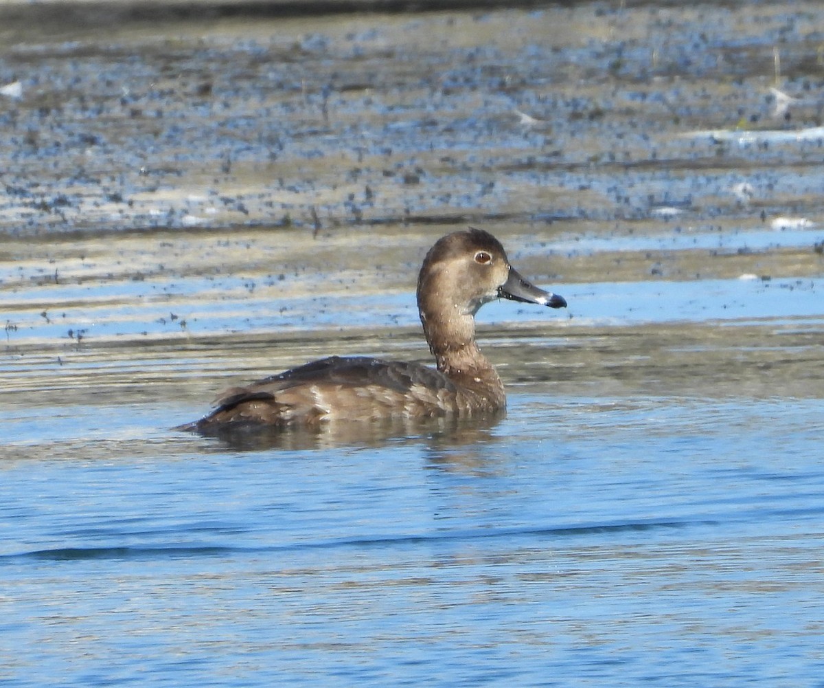 Redhead - ML642731521
