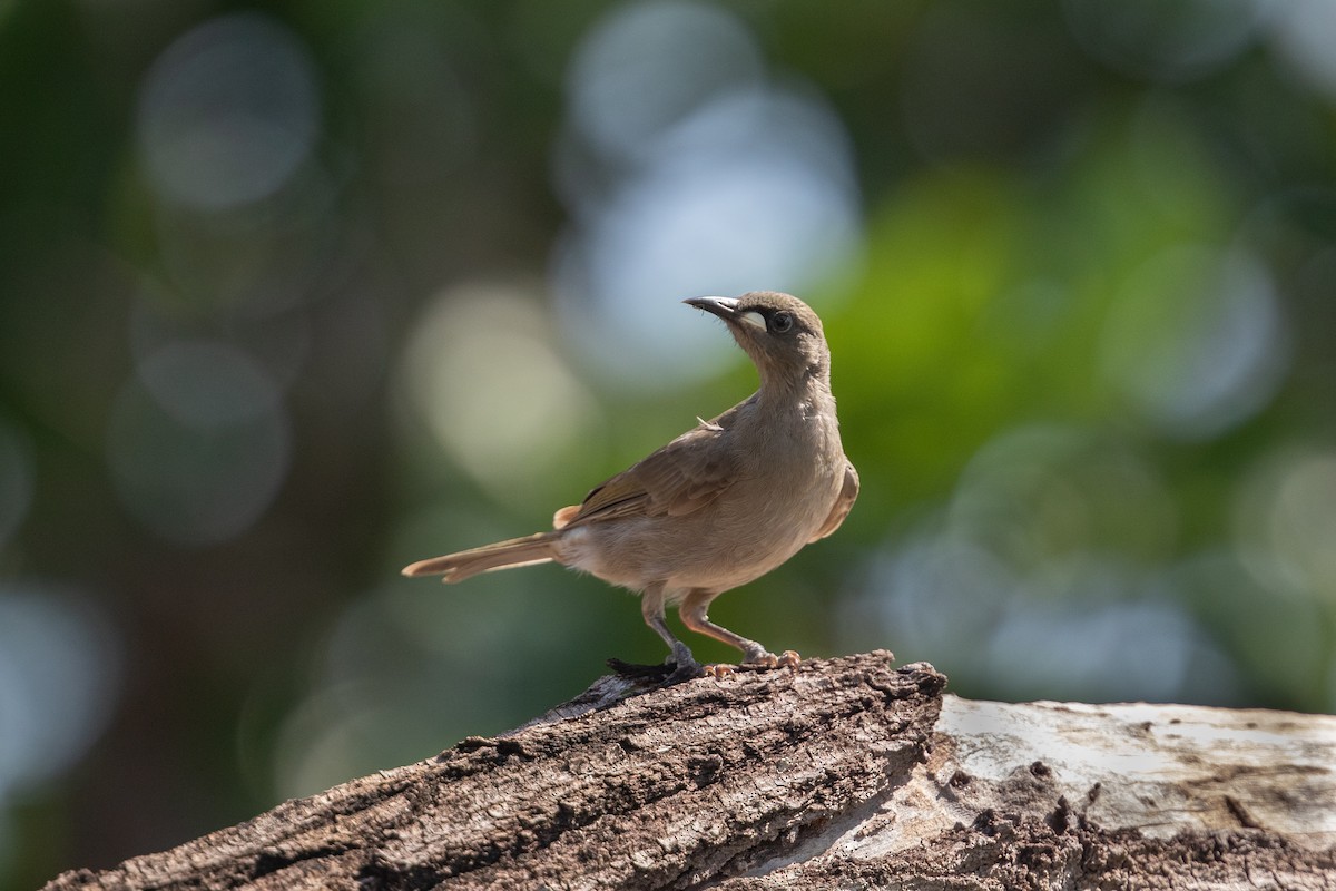 White-gaped Honeyeater - ML642731527