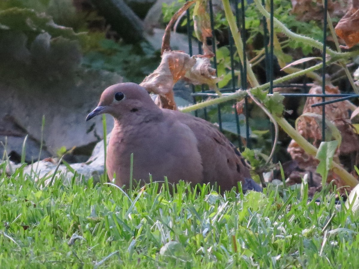 Mourning Dove - ML642731532