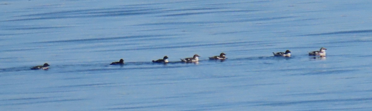 Pigeon Guillemot - ML642731534