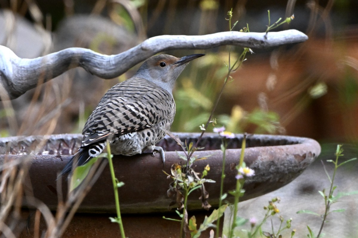Northern Flicker (Red-shafted) - ML642731535