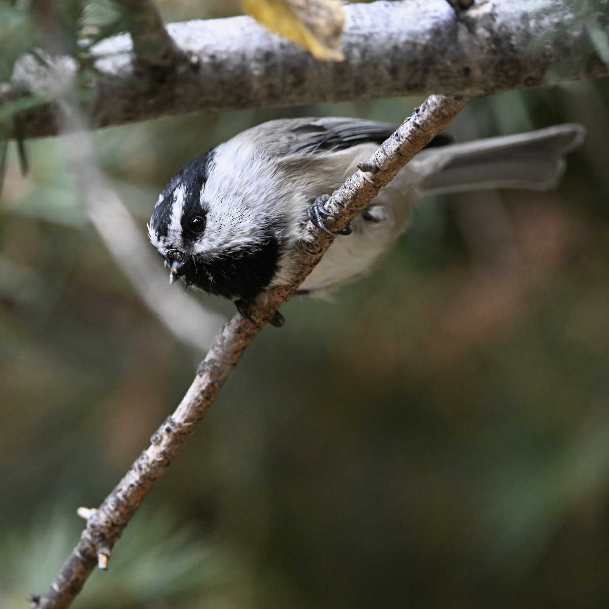 Mountain Chickadee (Rocky Mts.) - ML642731536