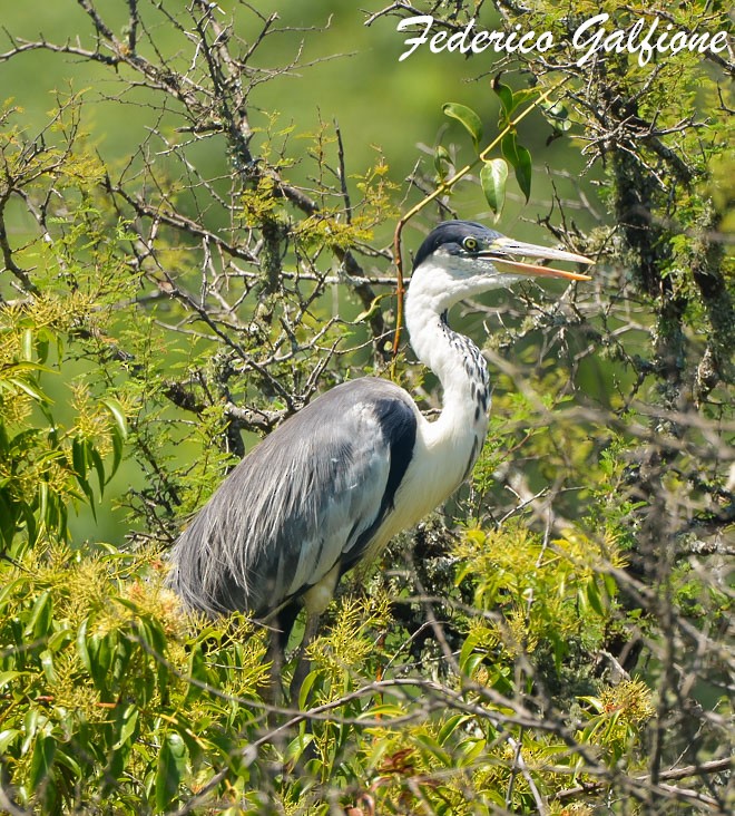 Cocoi Heron - ML642731541