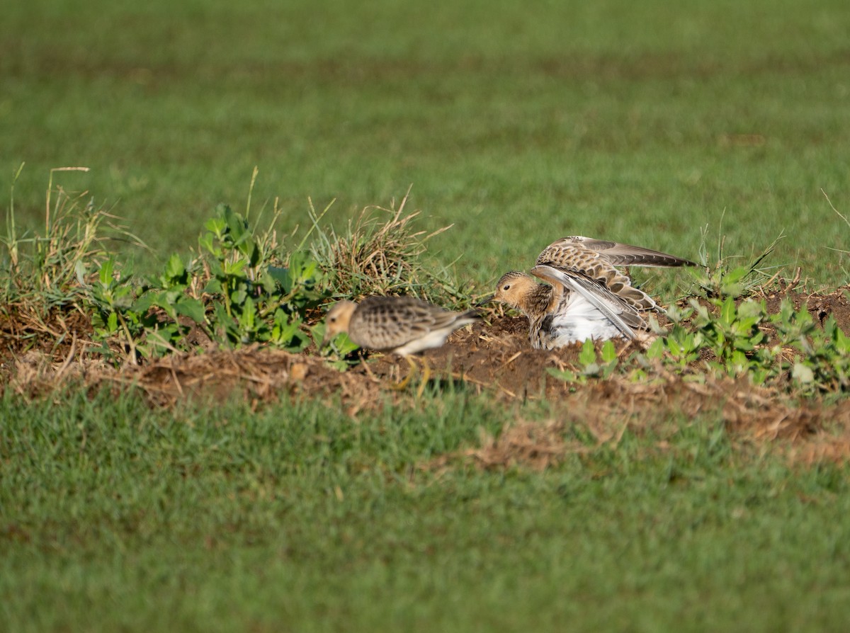Buff-breasted Sandpiper - ML642731542