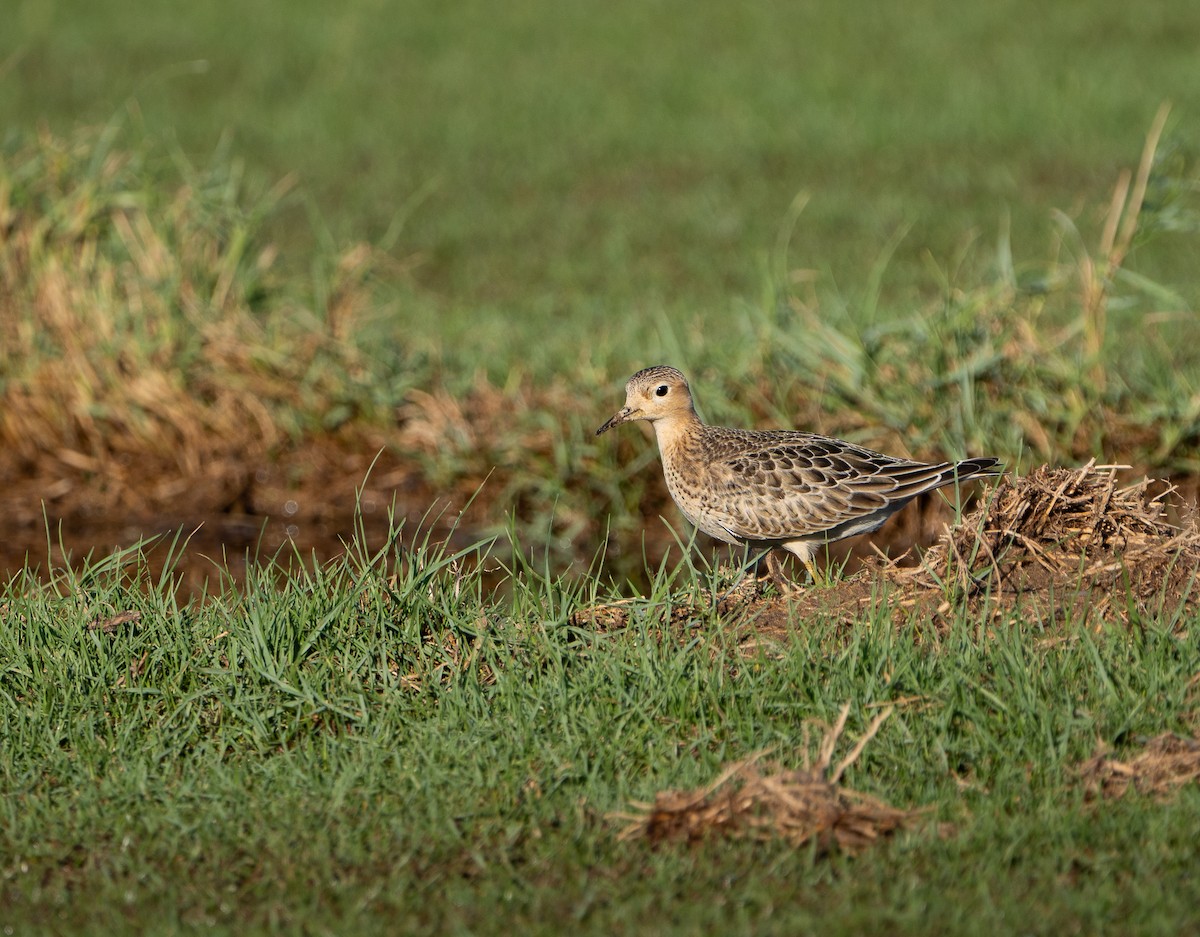 Buff-breasted Sandpiper - ML642731543