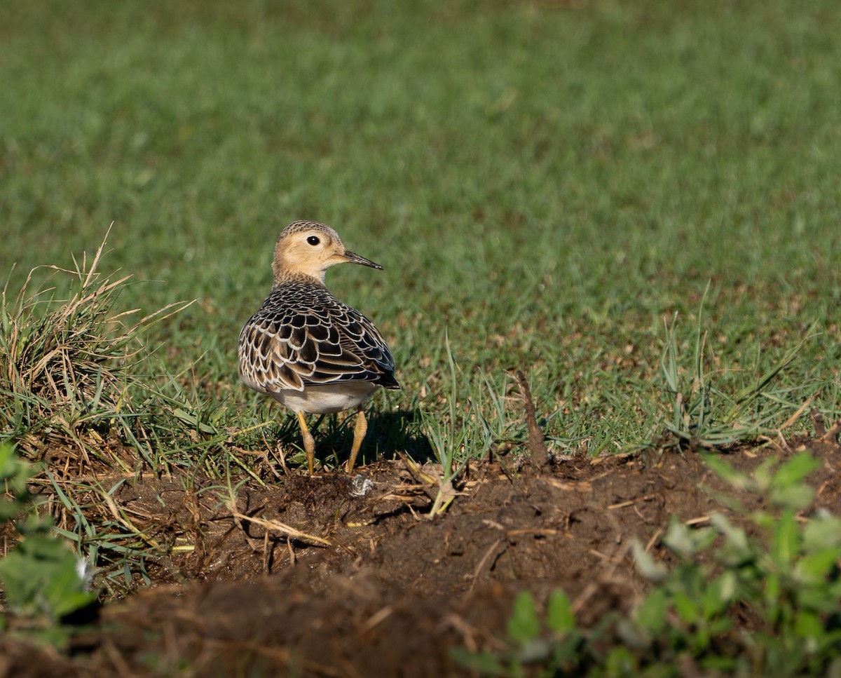 Buff-breasted Sandpiper - ML642731544