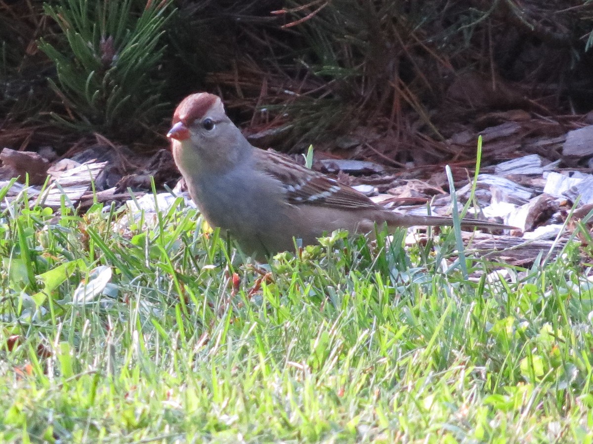 White-crowned Sparrow - ML642731548