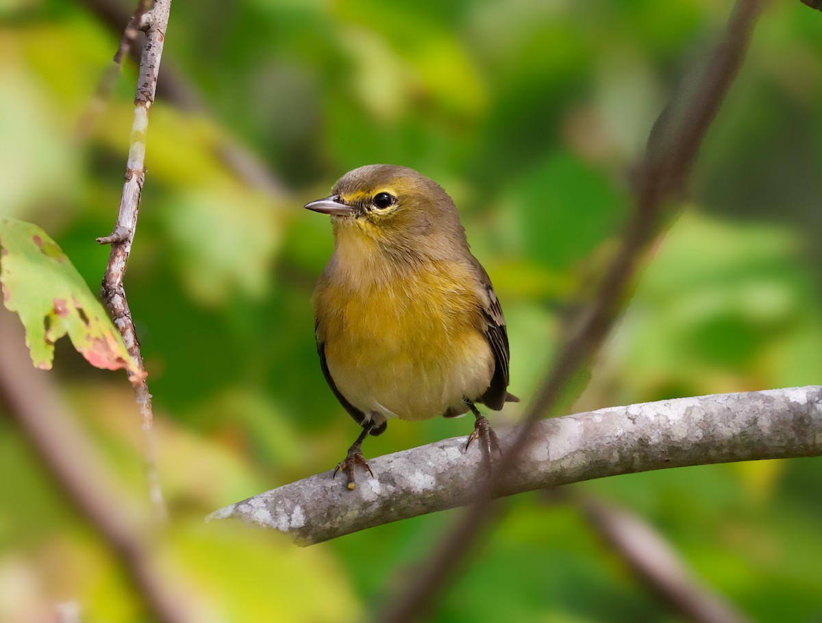Pine Warbler - ML642731556