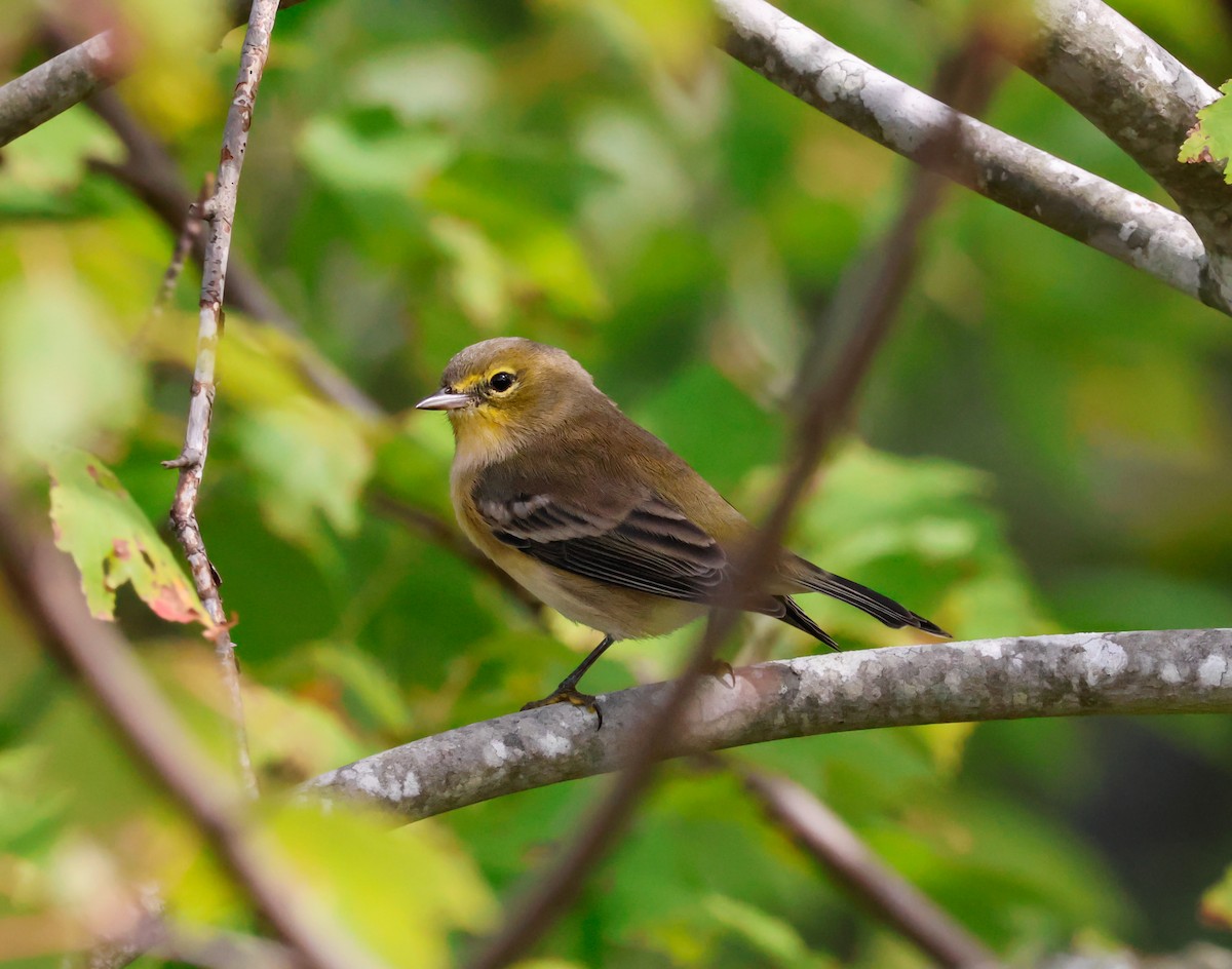 Pine Warbler - ML642731558