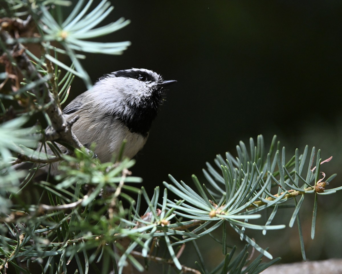 Mountain Chickadee (Rocky Mts.) - ML642731561