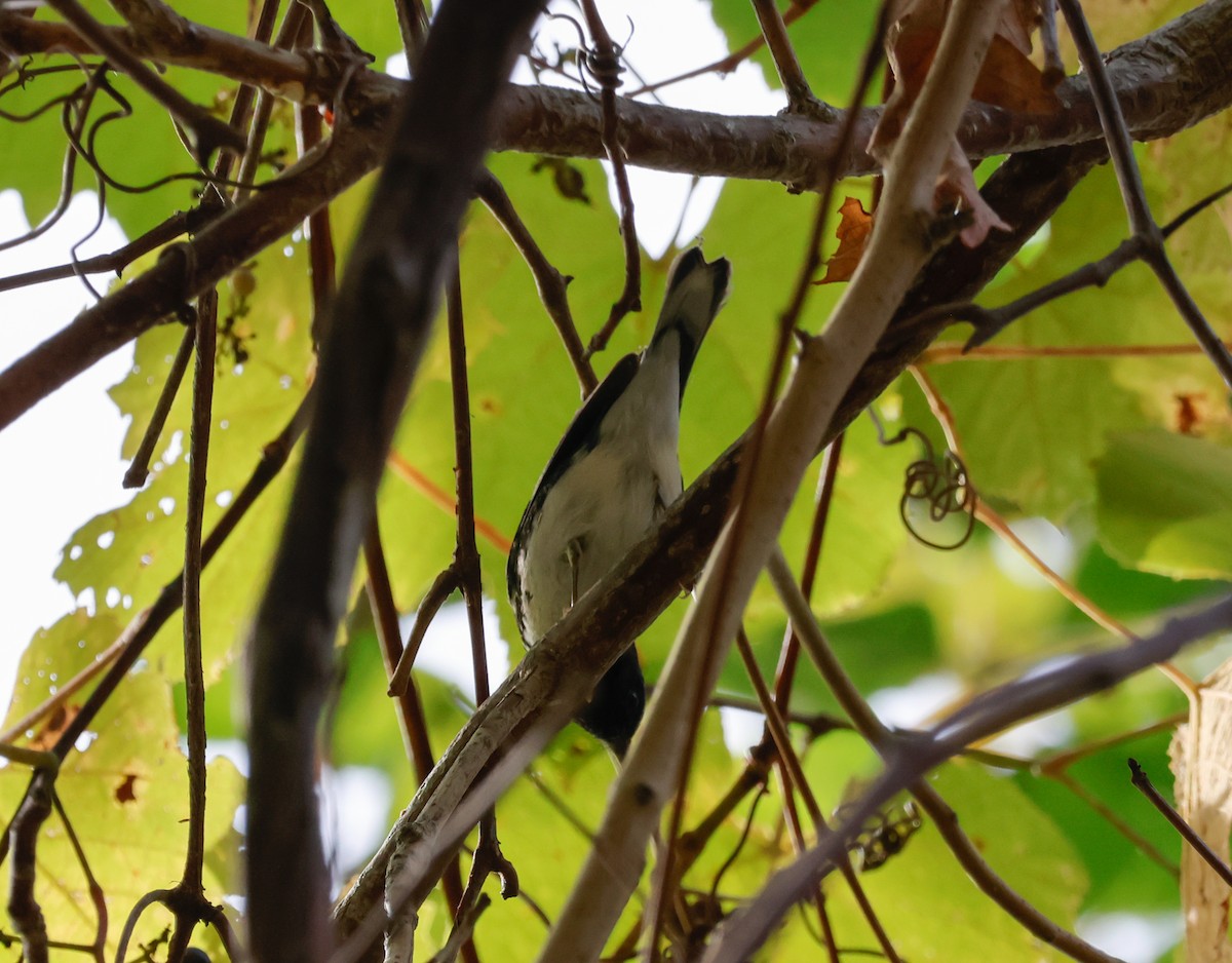 Black-throated Blue Warbler - ML642731563