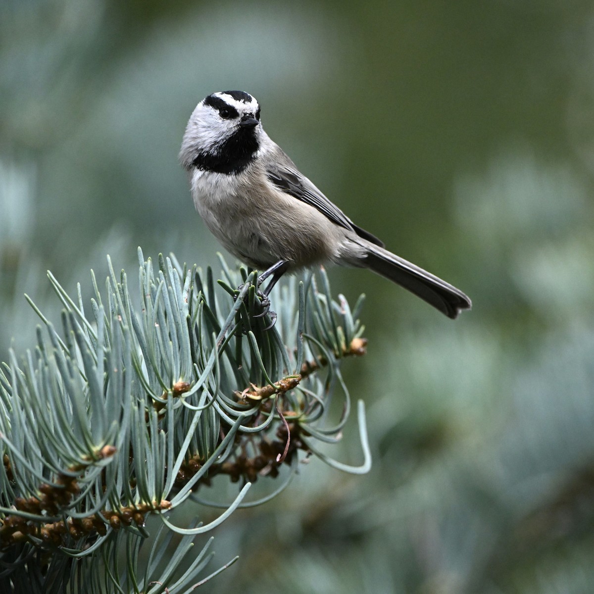 Mountain Chickadee (Rocky Mts.) - ML642731566