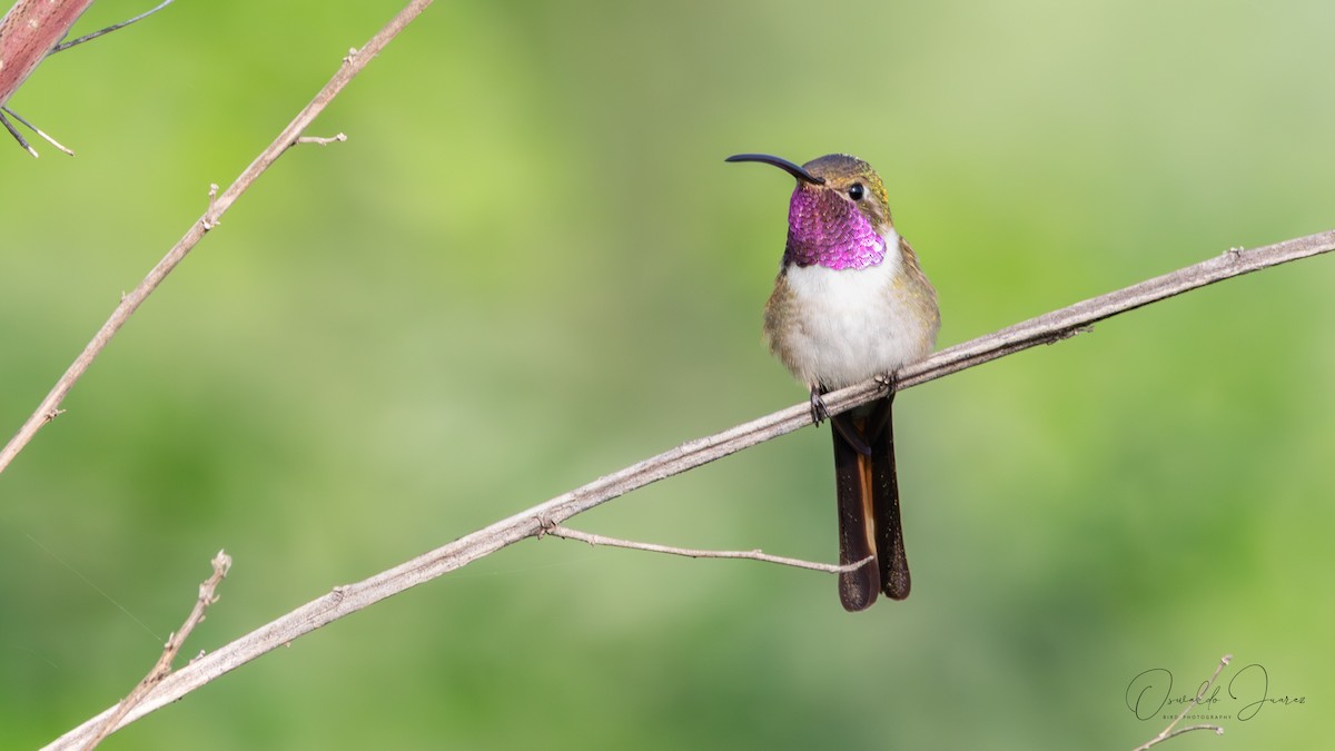 Mexican Sheartail - ML642731573