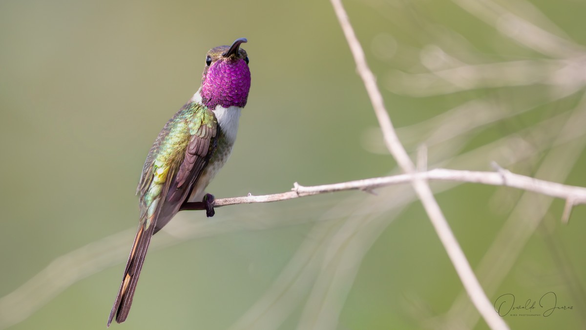 Mexican Sheartail - ML642731575