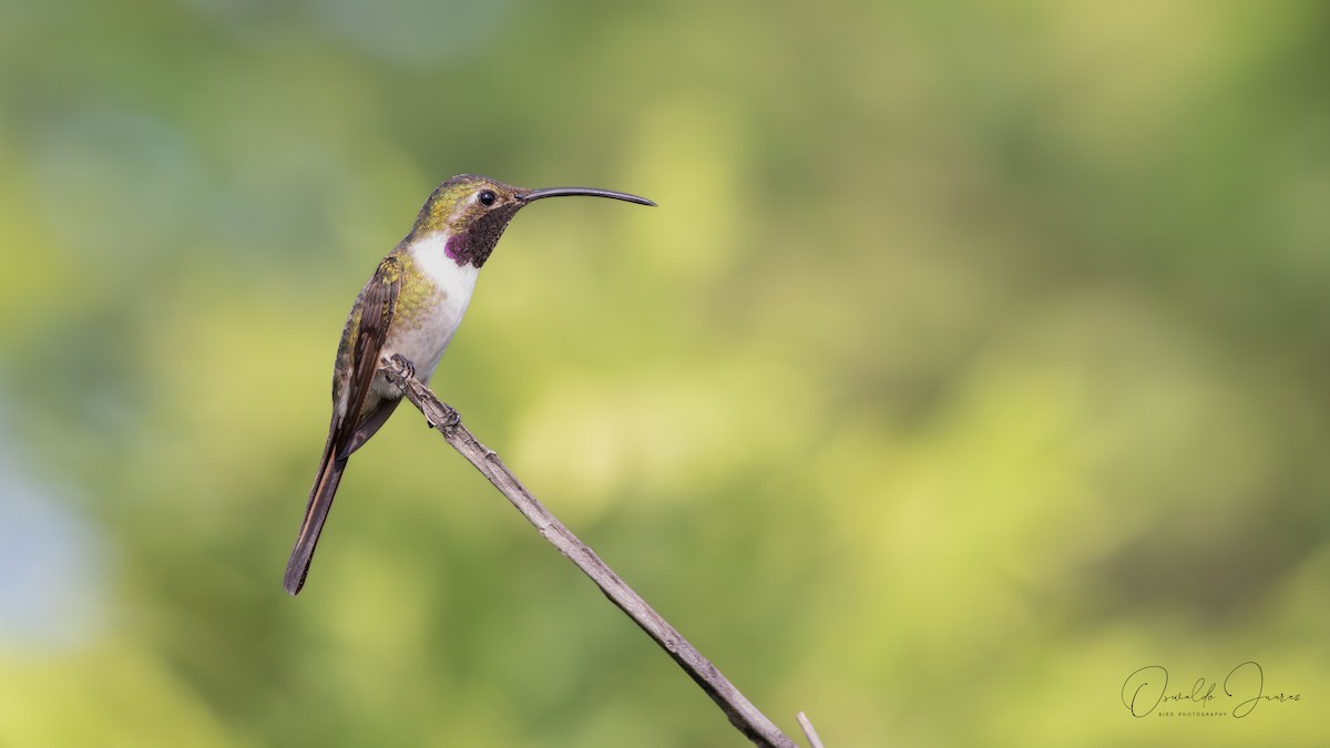 Mexican Sheartail - ML642731576