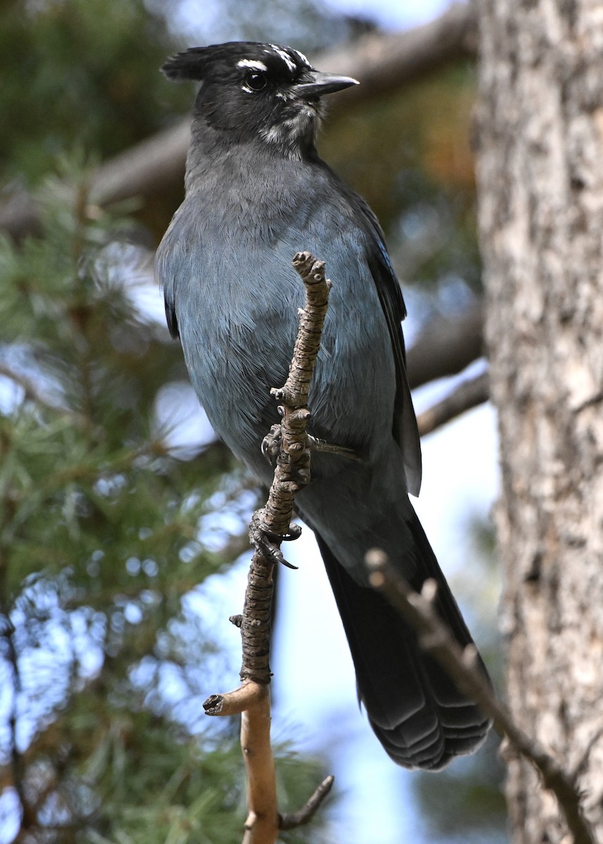 Steller's Jay (Southwest Interior) - ML642731580