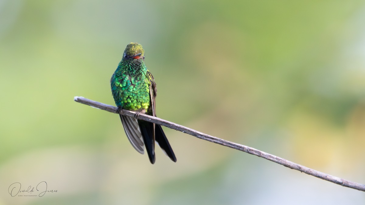 Canivet's Emerald - ML642731587
