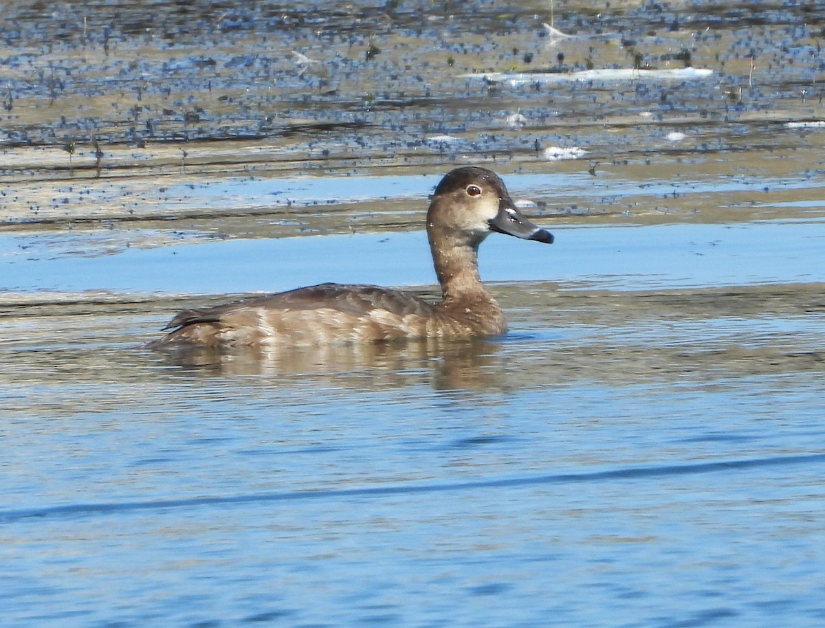 Redhead - ML642731592