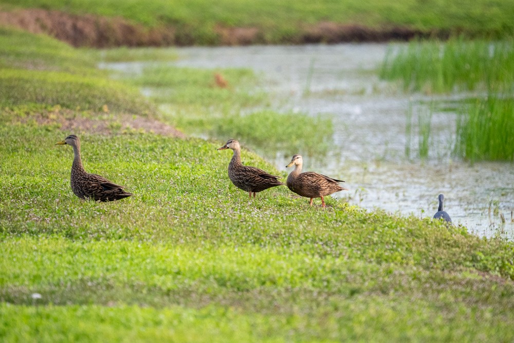 Mottled Duck - ML642731593