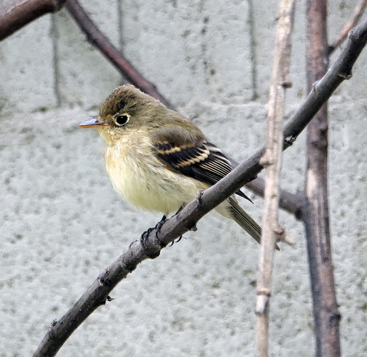 Western Flycatcher (Pacific-slope) - ML642731601