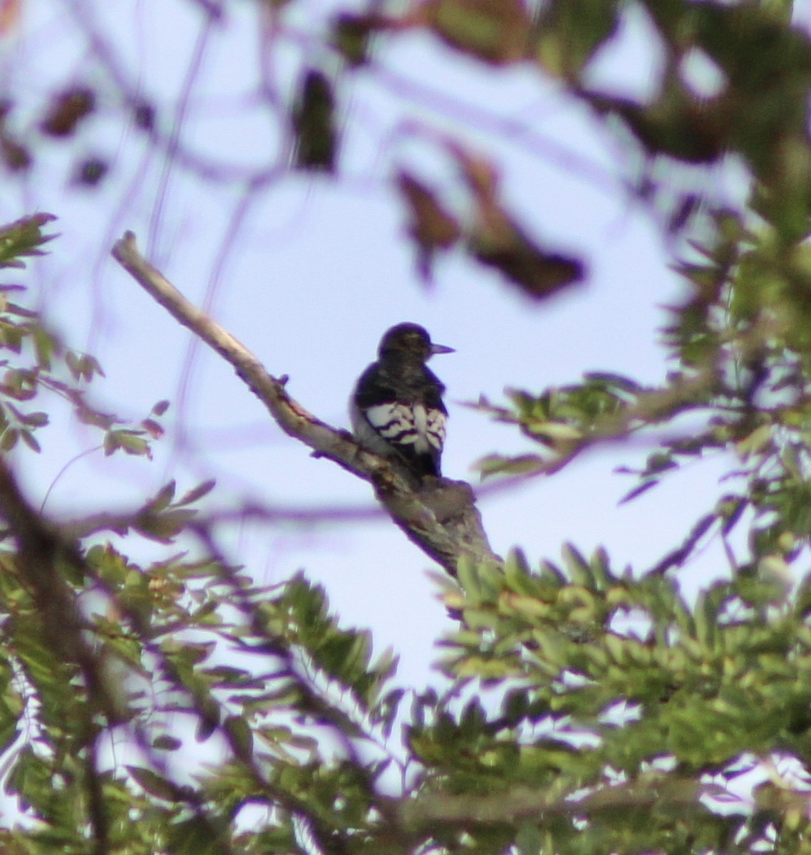 Red-headed Woodpecker - ML642731616