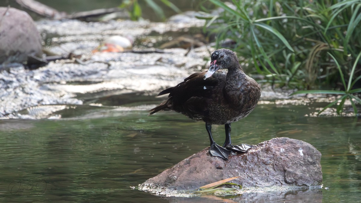 Muscovy Duck - ML642731635