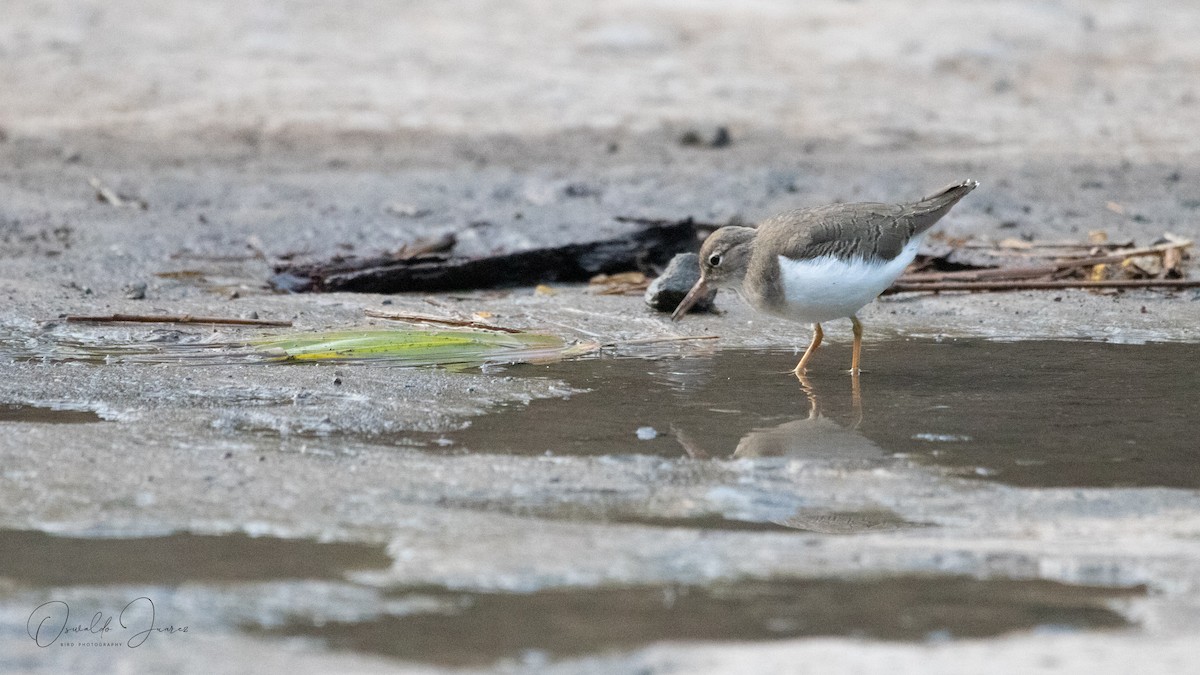 Spotted Sandpiper - ML642731640