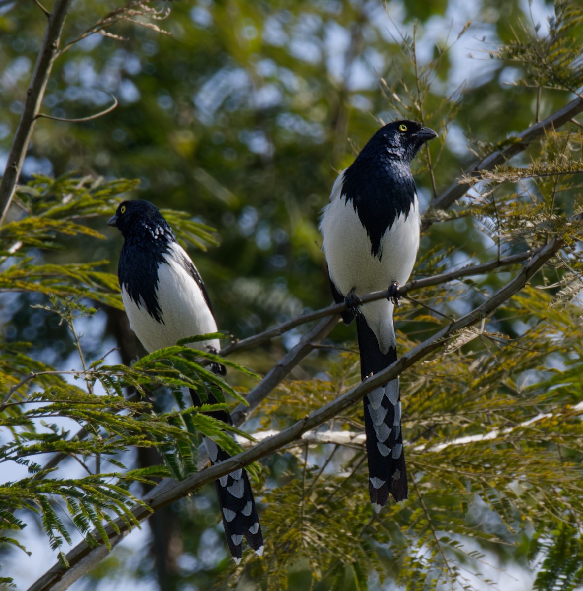 Magpie Tanager - ML642731641