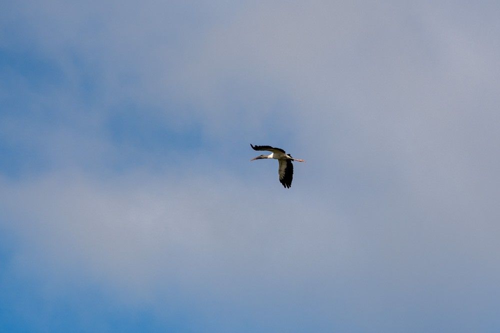 Wood Stork - ML642731646