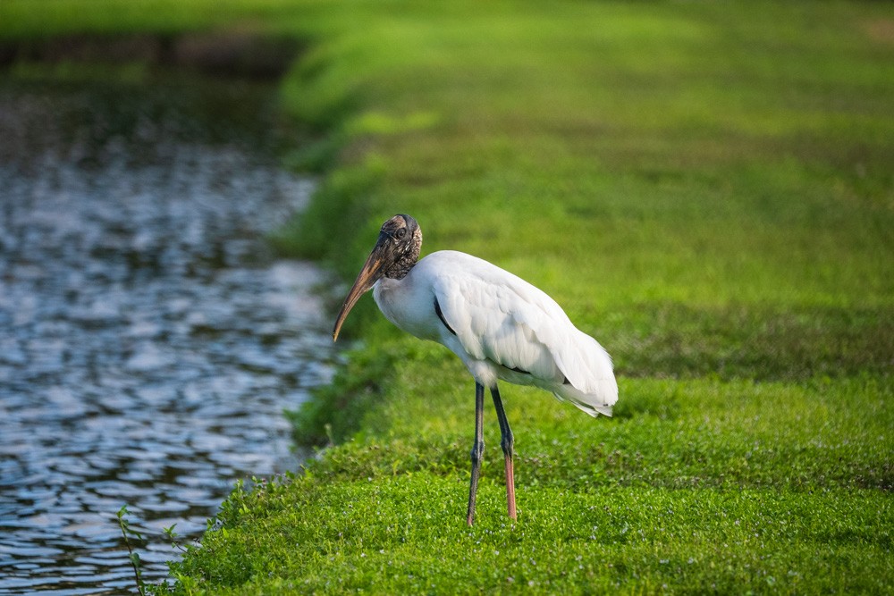 Wood Stork - ML642731647