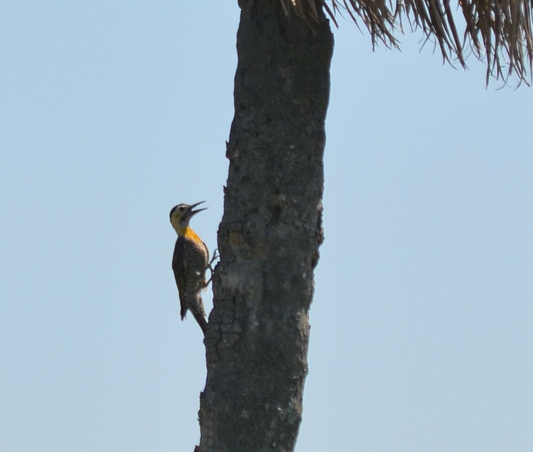 Campo Flicker - ML642731648