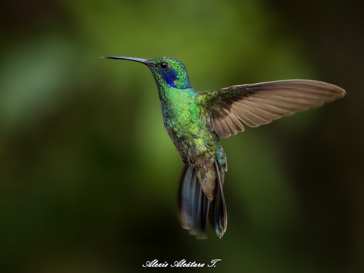 Lesser Violetear - ML642731653