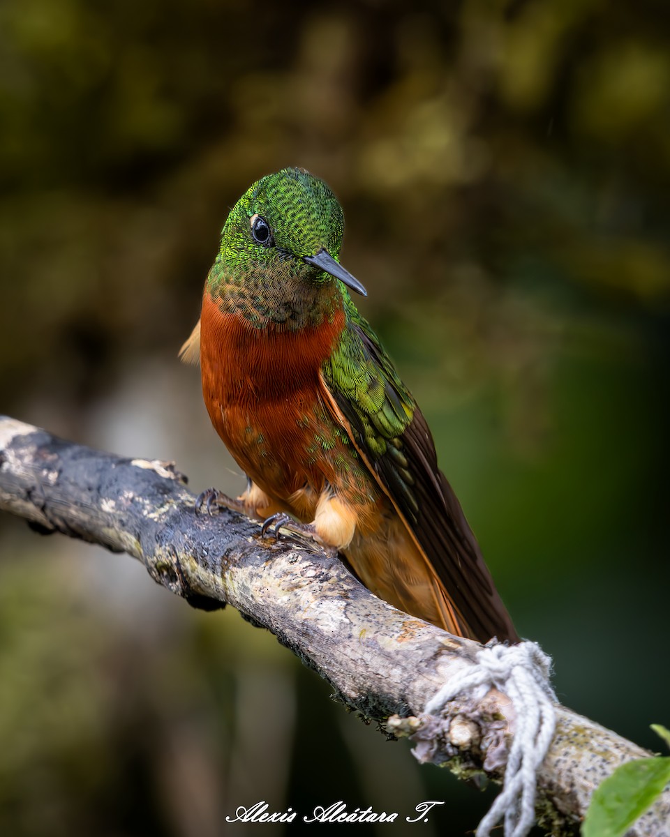 Chestnut-breasted Coronet - ML642731670